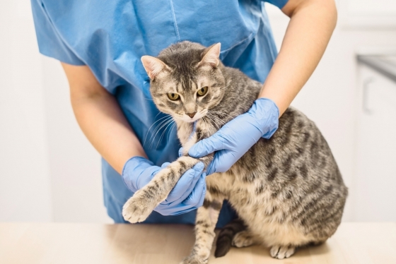 Artrite em Cães e Gatos