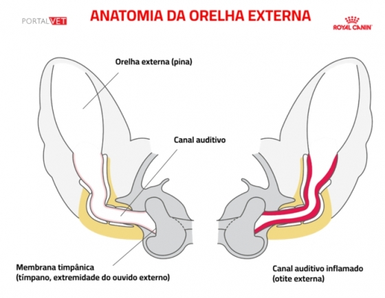Otites em Cães Gatos e Coelhos - um motivo frequente de visita ao médico veterinário