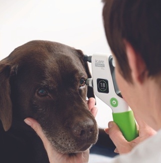 Medição da pressão intraocular em cães e gatos: razões veterinárias