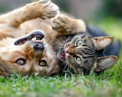 10 Curiosidades Fascinantes Sobre Cães e Gatos Que Provavelmente Não Sabia