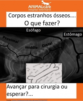 A ingestão de ossos por cães: Um dilema veterinário entre o esperar ou avançar para a cirurgia.