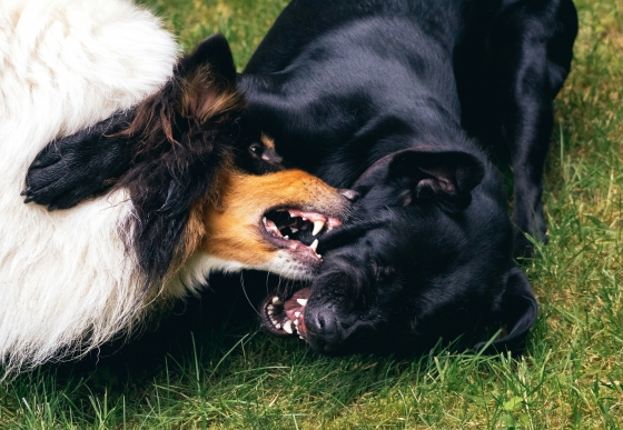 Prevenção de mordidas por cães e gatos – Guia prático veterinário