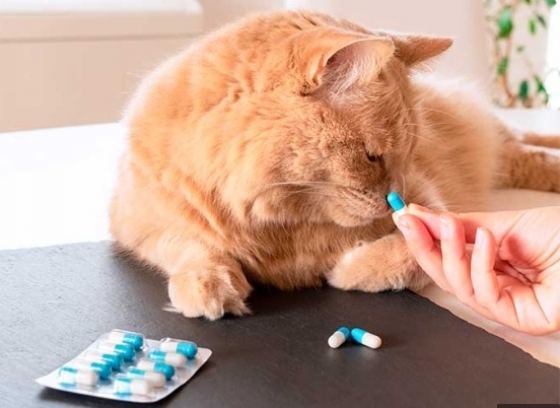 Onde comprar medicamentos veterinários