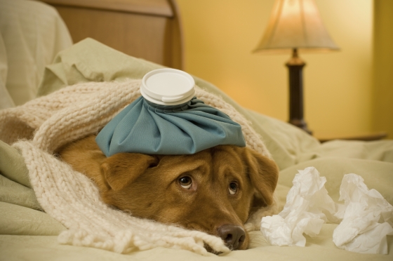 Dicas para Conviver com um Animal de Estimação Alérgico: Como Reduzir os Sintomas de Alergia