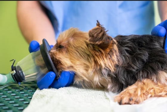 Oxigenoterapia em Cães e Gatos