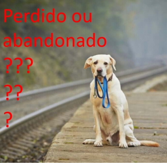 Dicas veterinárias para quando encontra um cão ou gato perdido ou abandonado