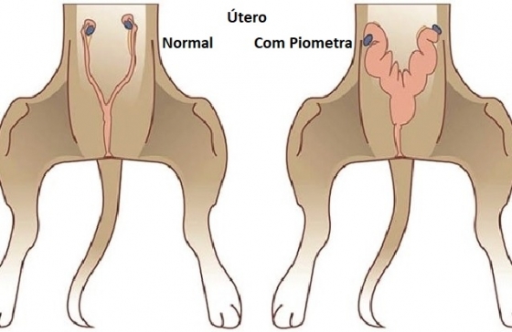 Piómetra