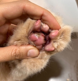 Pododermatite – uma Razão para Consulta de Dermatologia Veterinária
