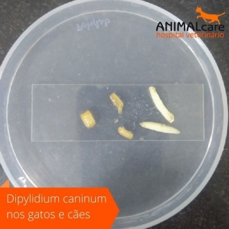 Dipylidium caninum nos gatos e cães