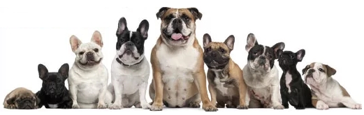 A cirurgia do palato mole em cães braquicéfalos – uma necessidade veterinária