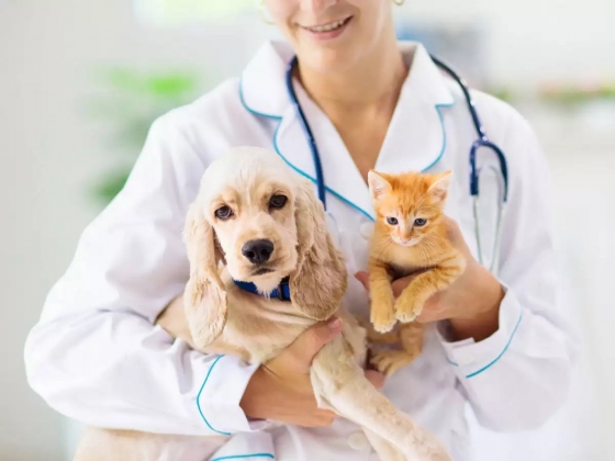 Seguros de Saúde para animais de estimação