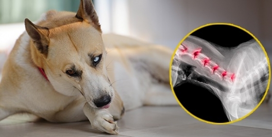 Síndrome de Wobbler em Cães