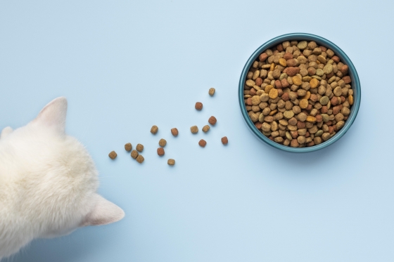 O poder da nutrição: a importância das dietas veterinárias no tratamento de doenças em animais de companhia