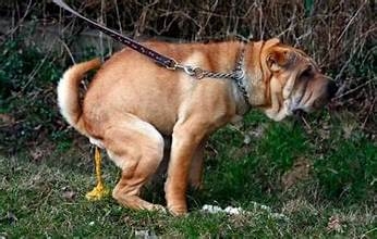 A Diarreia em Animais de Estimação