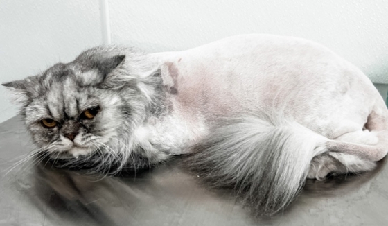 Tosquia em gatos – Uma decisão veterinária?