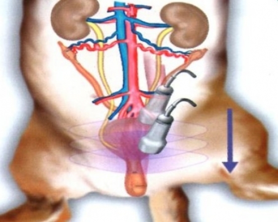 Uroabdómen em Gatos: Uma Urgência Veterinária
