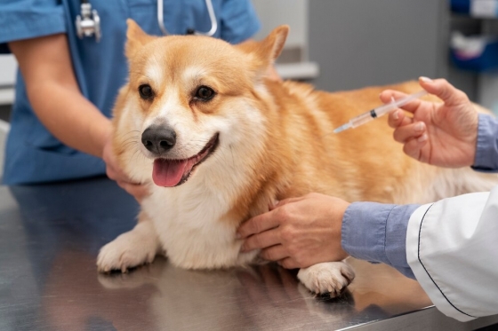 Plano de Vacinação para Cão