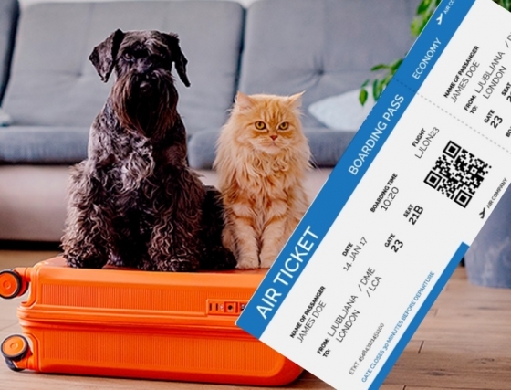 Conselhos veterinários de como preparar uma viagem ao estrangeiro com o seu cão ou gato