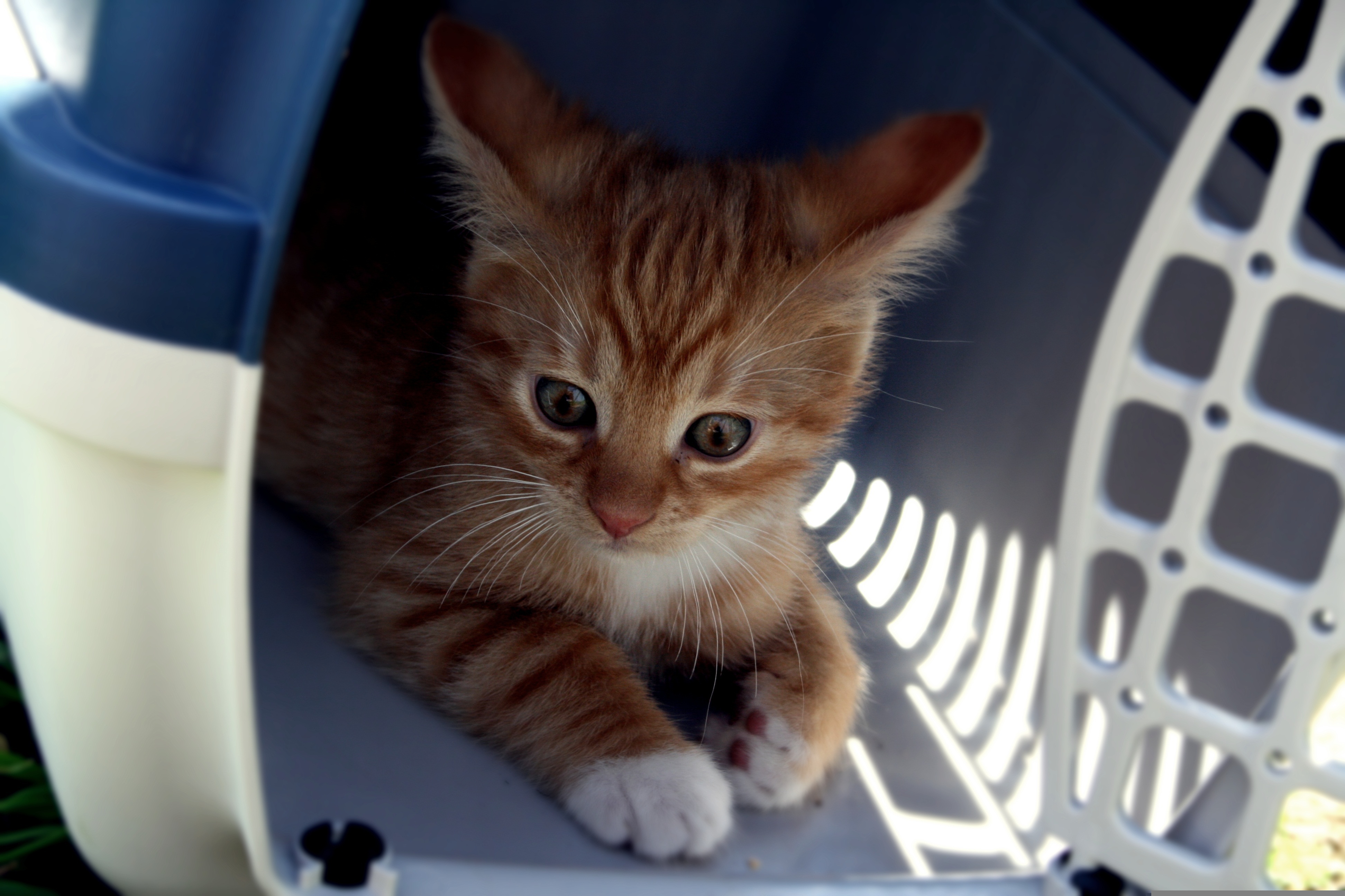 Fotografia de um gato filhote a usar a transportadora desde o início da sua vida