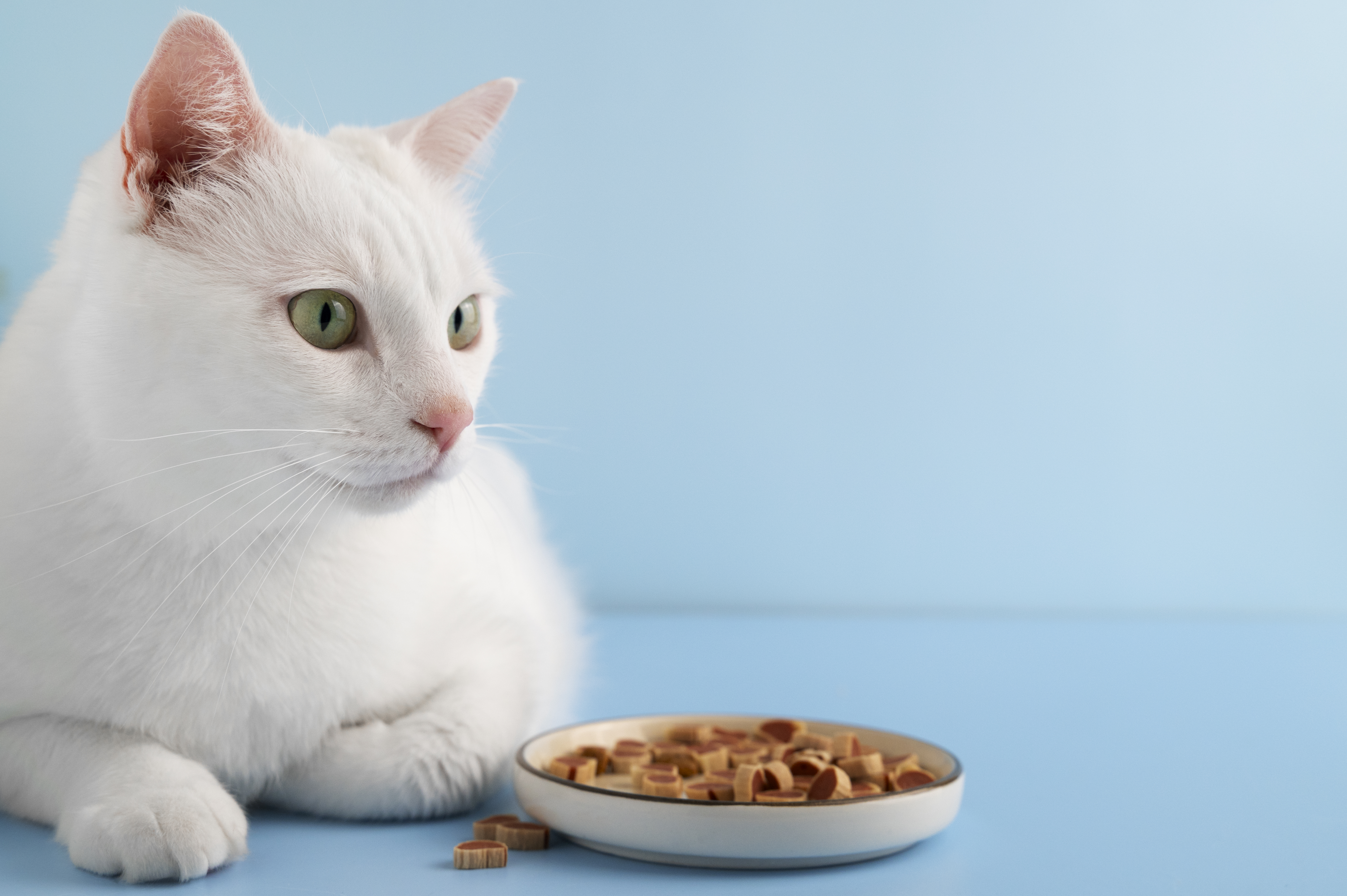 Fotografia de um gato branco deitado à frente de um prato de ração seca