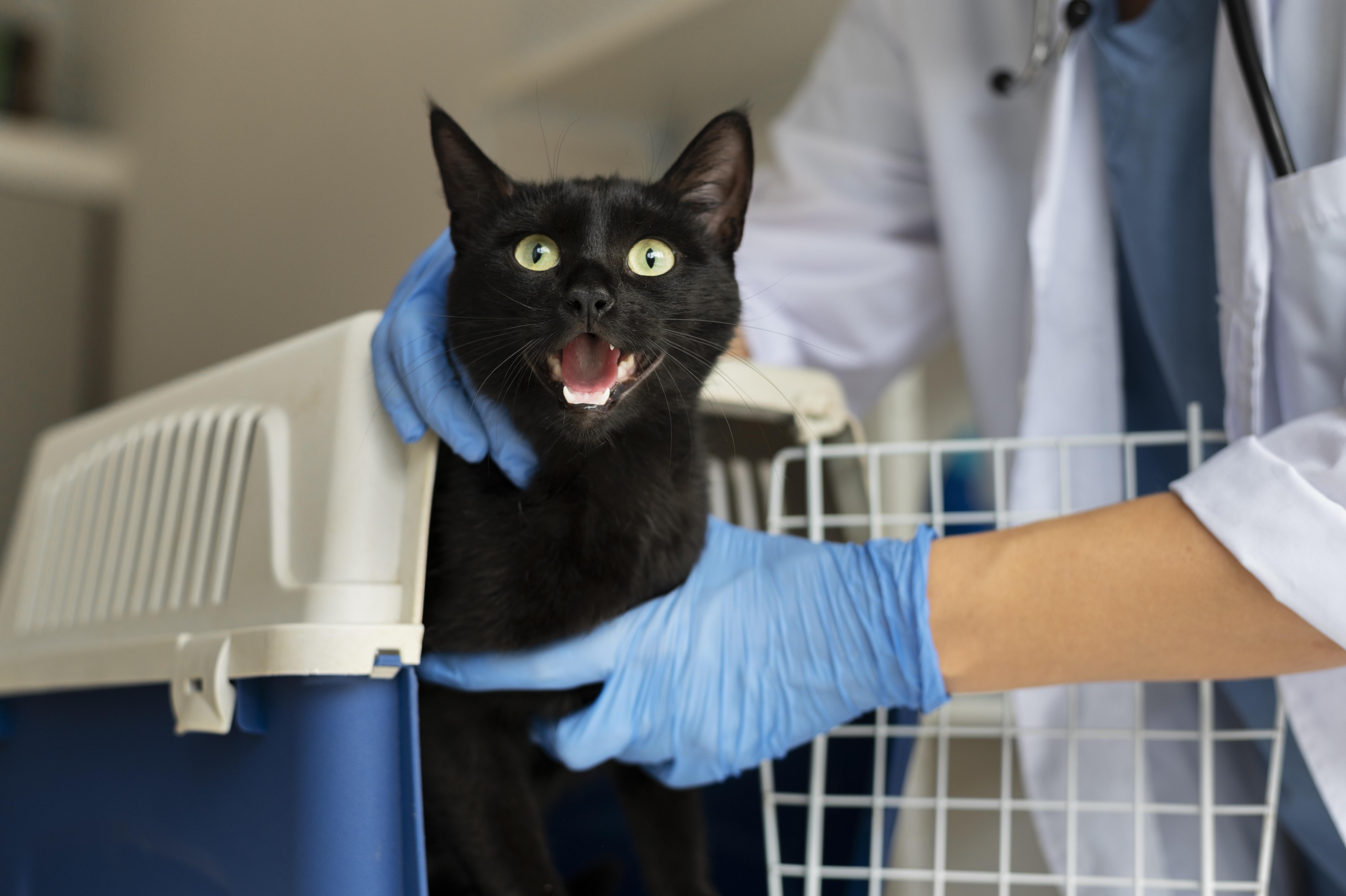 Fotografia de um gato preto feliz e calmo dentro de sua transportadora, em uma consulta veterinária