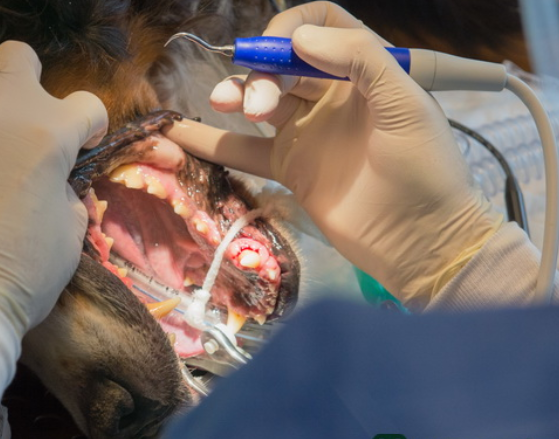 Destartarização no cão sob anestesia geral. A destartarização consiste na remoção do tártaro e da placa acima e abaixo da linha da gengiva, usando aparelhos ultrassónicos e curetas. Este procedimento é feito sob anestesia geral para que o seu animal de estimação permita que se obtenham os melhores resultados.