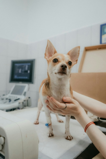 cadela veterinario dianostico piometra