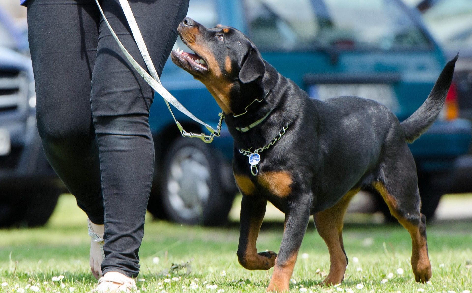 Fotografia de um cão Rottweiler durante treino de obediência, a seguir e a olhar para seu tutor