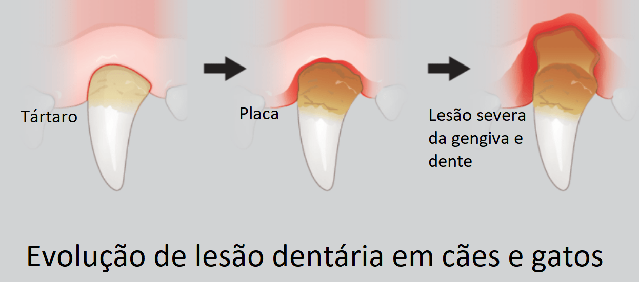 O médico veterinário pode avaliar a evolução da lesão dentária em cães e gatos, desde uma simples placa, para o tártaro e posterior lesão severa da gengiva e dente. Quanto mais cedo tratar melhor a prevenção.