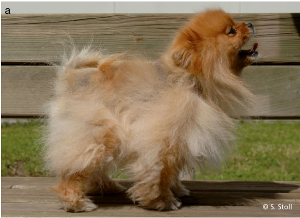 Fotografia de um cão da raça Lulu-da-Pomerania antes de iniciar tratamento com técnica de microneedling para Alopecia X