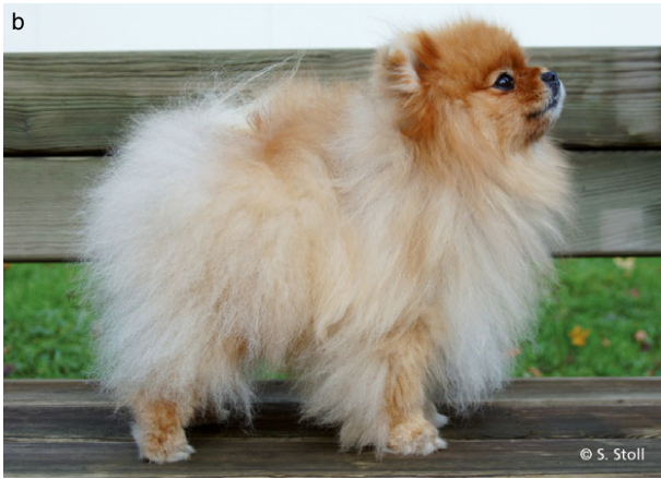 Fotografia de um cão da raça Lulu-da-Pomerania após 12 semanas de tratamento com técnica de microneedling para Alopecia X
