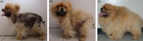 Fotografias de um cão da raça Lulu-da-Pomerania a ilustrar a progressão do tratamento com deslorelina para Alopecia X, após 3 e 6 meses