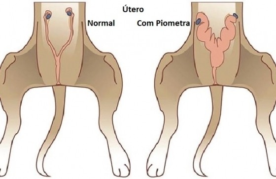 imagem utero com pus