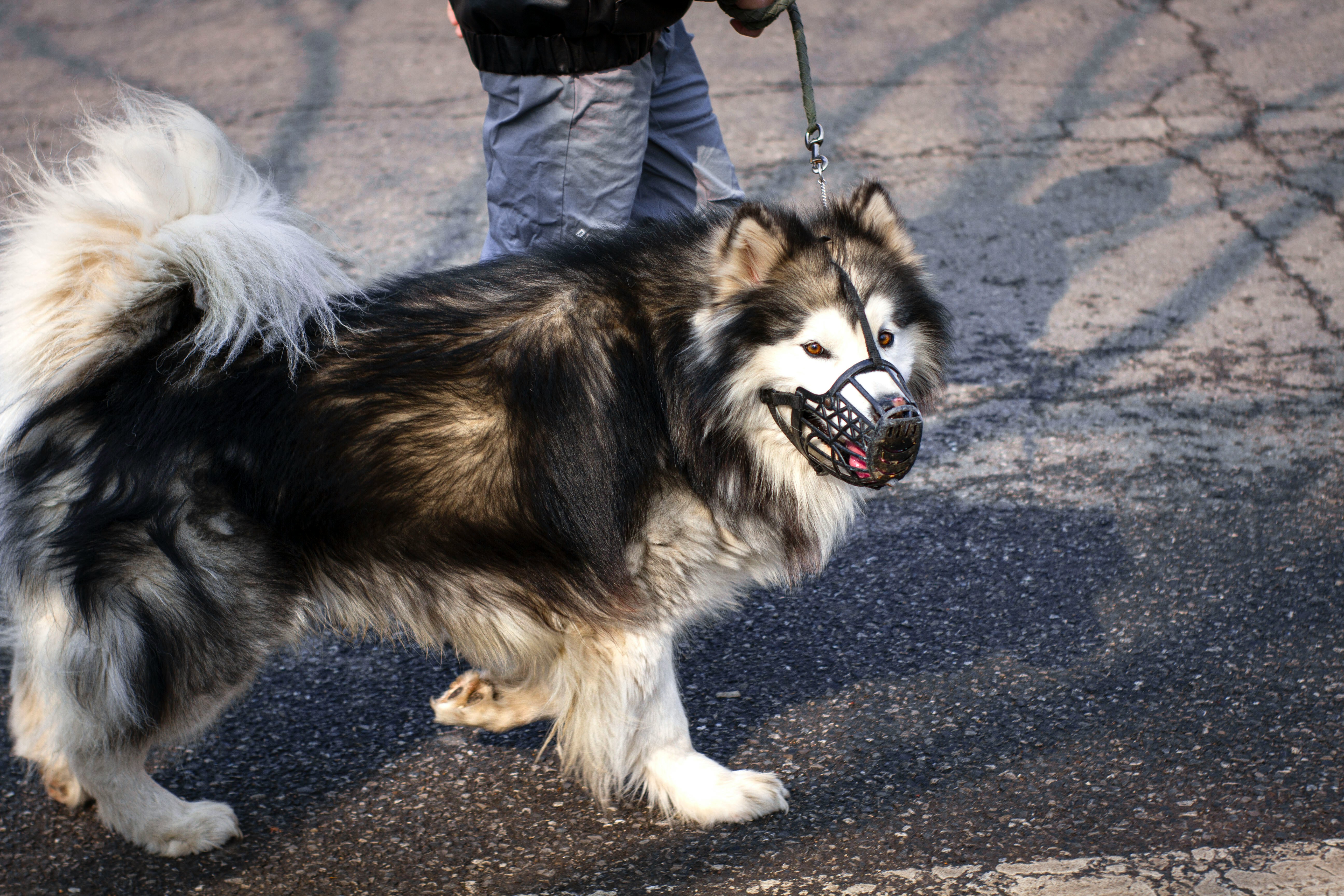 Fotografia de um cão grande, da raça Malamute do Alasca, a aproveitar um passeio na rua com o açaime