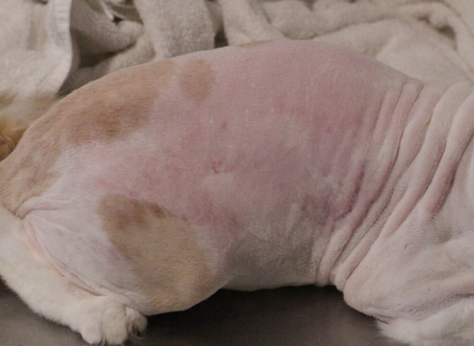 Pele de gatos com inflamação 