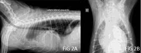 raio x hemagiossarcoma