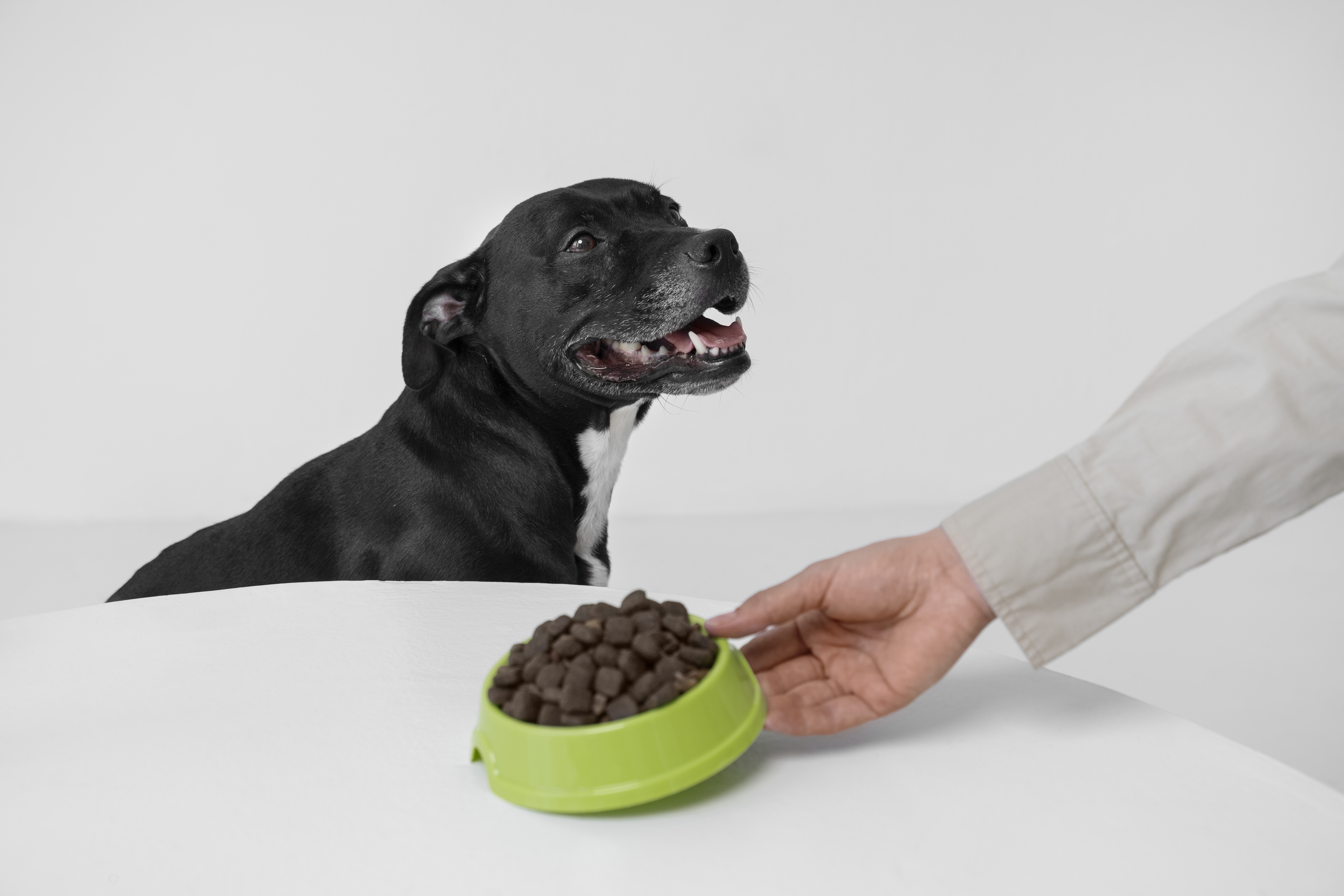 Fotografia de um cão preto sénior a receber um prato de ração seca do seu tutor