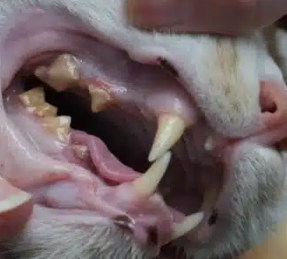 Tártaro em gato. Acúmulo de tártaro, cálculo dentário que consiste em depósitos duros, amarelos ou acastanhados nos dentes que não são removidos sem a intervenção do seu médico veterinário.