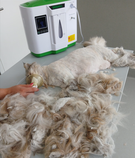 Gato deitado apos a sedação e com o pelo tosquiado recebendo oxigênio 