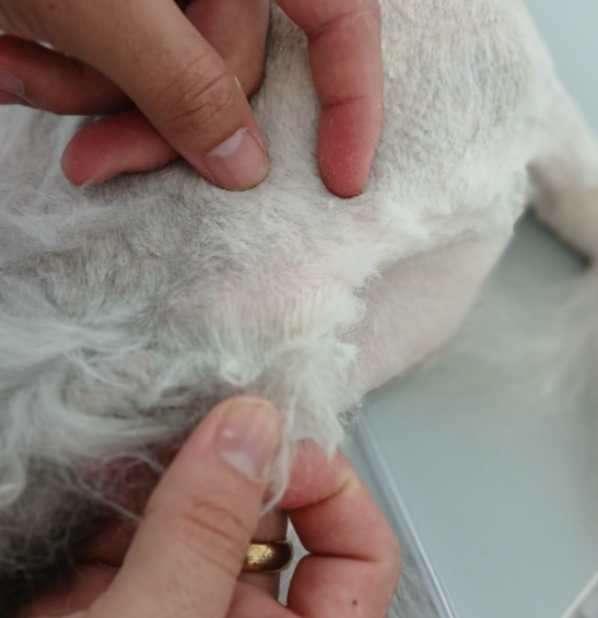 Tosquia em gato branco com pelo comprido sedado na  ANIMALcare
