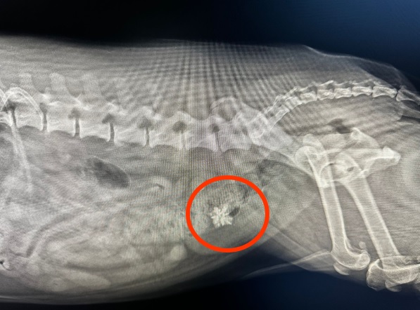  Figura 2. Imagem radiológica de urólito / cálculo de oxalato cálcio com indicação para remoção cirúrgia por cistotomia na ANIMALcare hospital veterinário no Porto num dos nossos patudos. O resultado desta cirugia é visualizado na figura 4. Ao contrário de outros cálculos, estes urólitos não podem ser dissolvidos com medicamentos ou alterações na dieta, sendo necessária a cirurgia para a sua remoção.