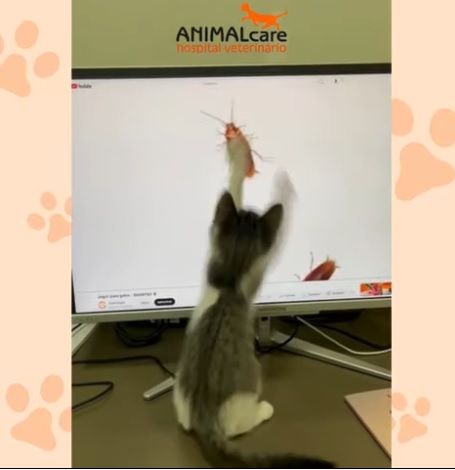jovem gato interage com o computador a tentar apanhar barata