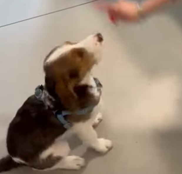 Cão segue as instruções para receber prémio